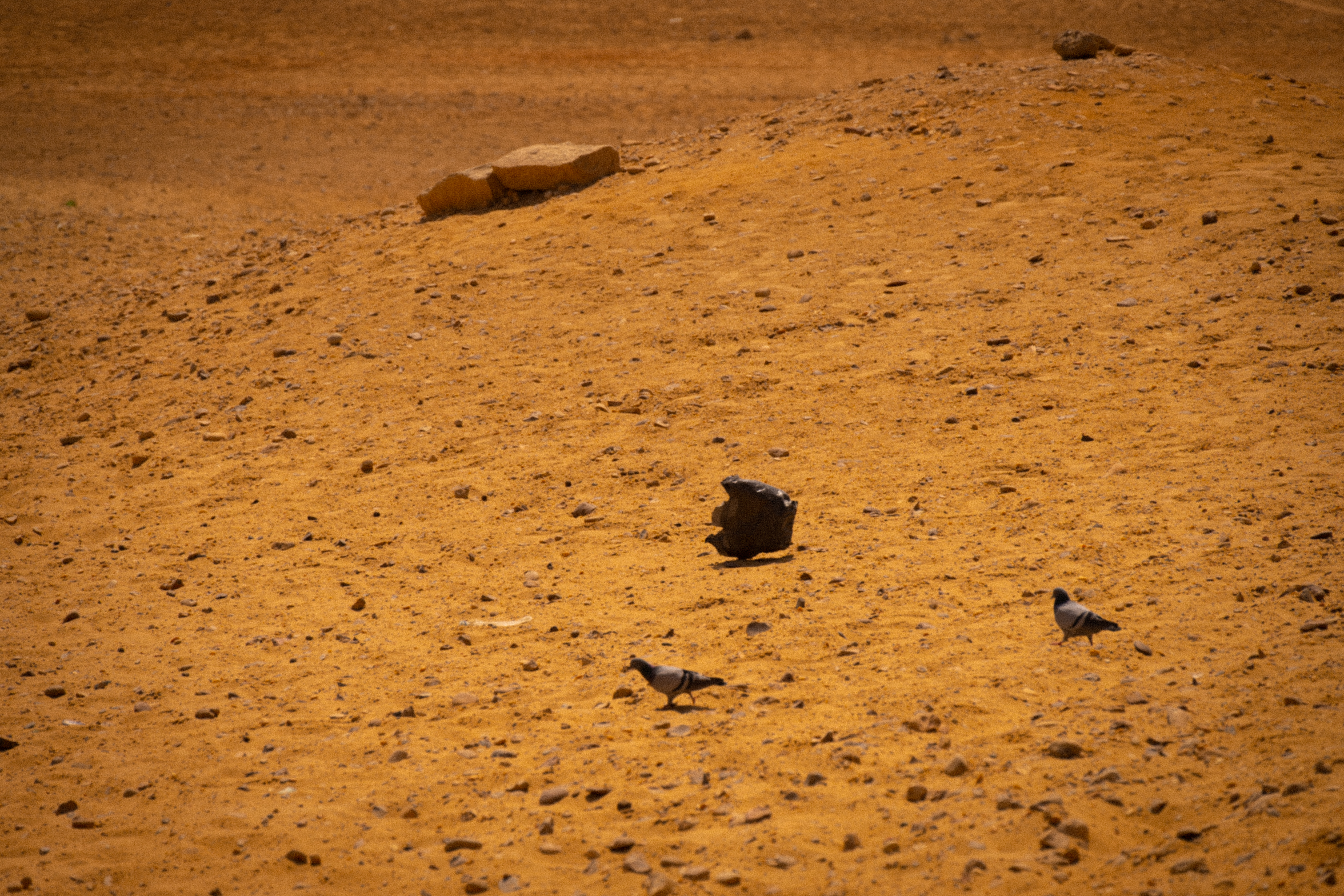 Pigeons, Albuquerque.
